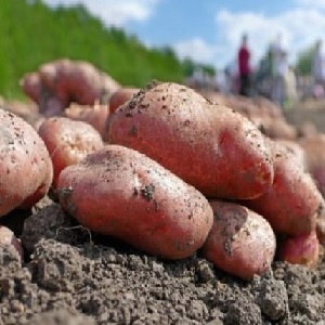 Unprätentiöse frühreife Kartoffelsorte Lyubava zur Langzeitlagerung