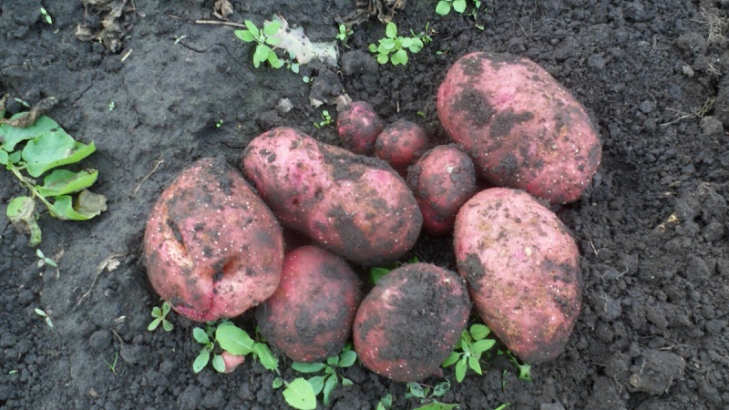 Unprätentiöse frühreife Kartoffelsorte Lyubava zur Langzeitlagerung