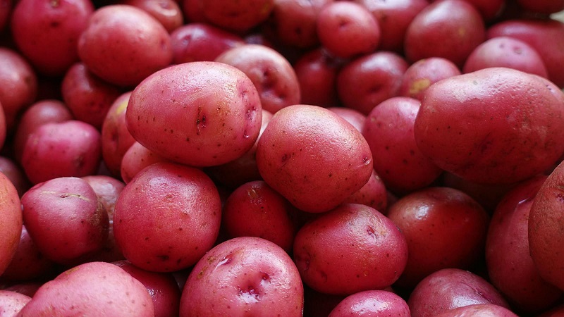 Unprätentiöse frühreife Kartoffelsorte Lyubava zur Langzeitlagerung