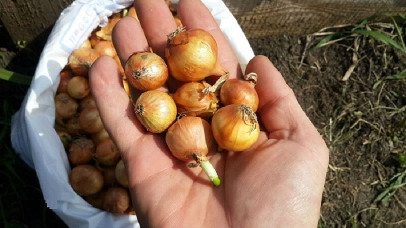 Zwiebeln vor dem Pflanzen vor dem Winter verarbeiten