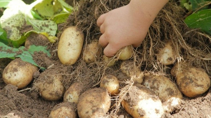 Eine der unprätentiösesten Kartoffelsorten - Lina: eine Beschreibung des Ertrags und Tipps für den Anbau