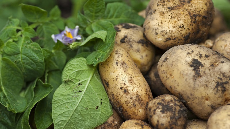 Eine der unprätentiösesten Kartoffelsorten - Lina: eine Beschreibung des Ertrags und Tipps für den Anbau