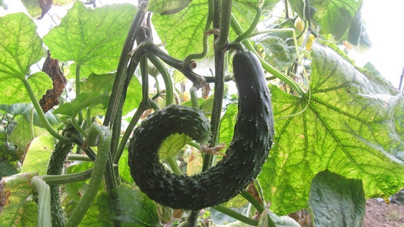 Why do cucumbers crochet in a greenhouse and what to do to prevent deformation of the fruit