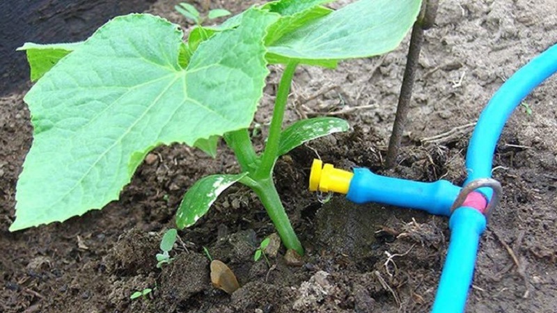 Why do cucumbers crochet in a greenhouse and what to do to prevent deformation of the fruit