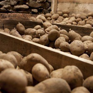 Merkmale der Lagerung von Kartoffeln in einer Garage ohne Keller