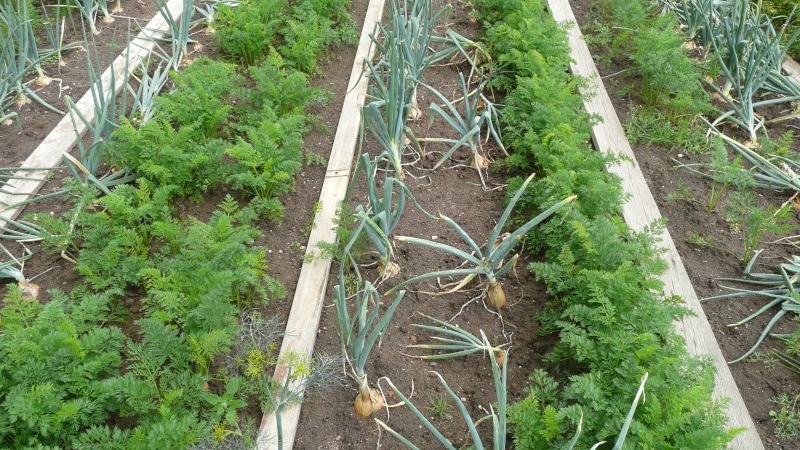 Merkmale des Pflanzens von Zwiebeln vor dem Winter: Danach können Pflanzen gepflanzt werden