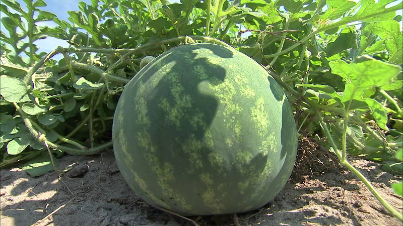 Merkmale des Anbaus von Wassermelonen in Sibirien auf freiem Feld: Schritt-für-Schritt-Anleitung