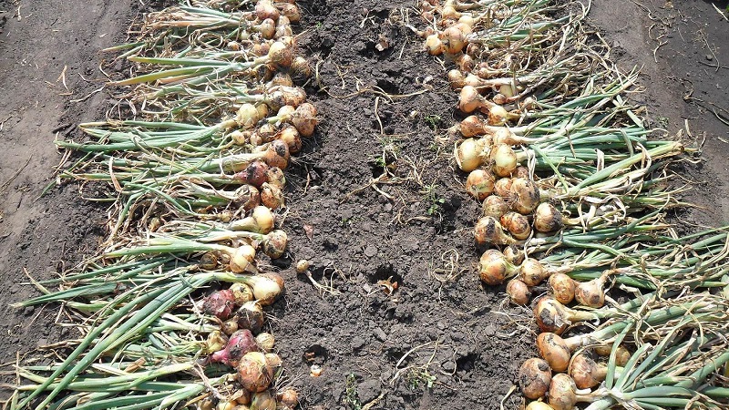 Winter Sorten von Zwiebelsets zum Pflanzen vor dem Winter