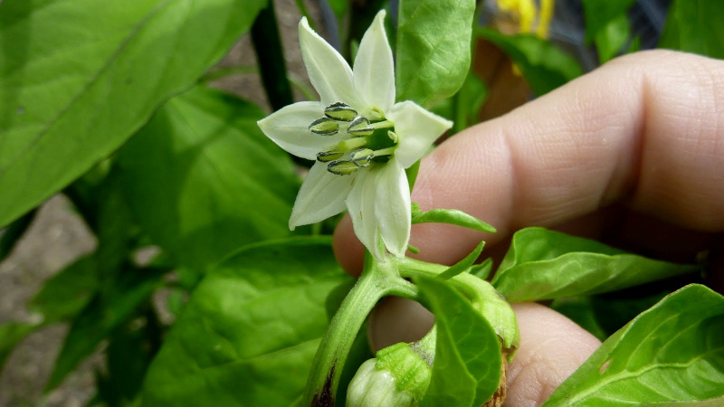 Warum Paprika nicht im Gewächshaus gebunden ist: Was tun, um eine reiche Ernte zu erzielen?