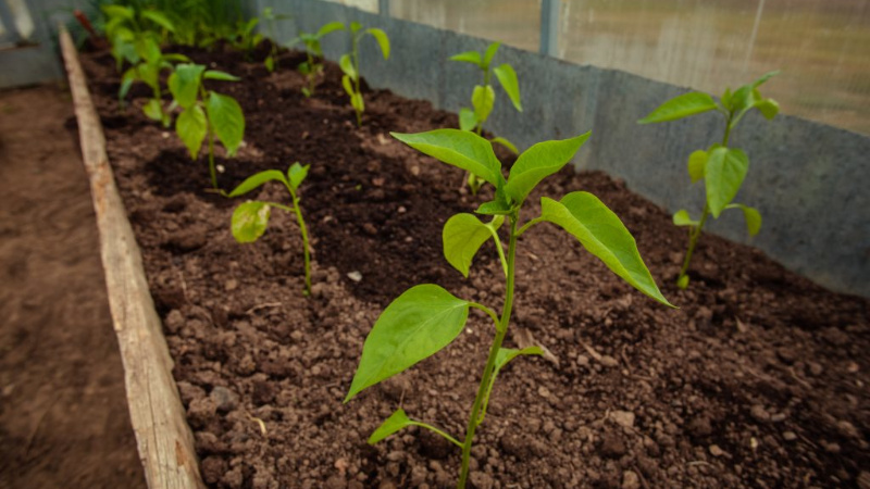 Warum Paprika nicht im Gewächshaus gebunden ist: Was tun, um eine reiche Ernte zu erzielen?