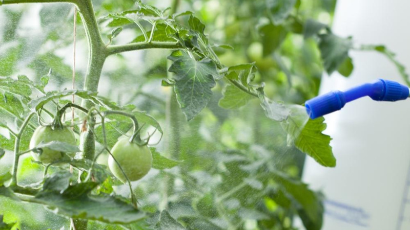 Warum Flecken auf Tomatenblättern erscheinen und wie man damit umgeht