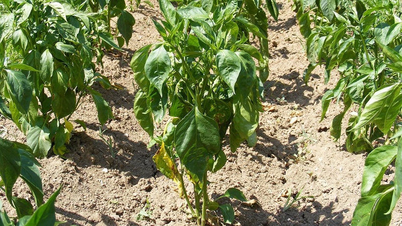 Warum verdorren Paprika-Blätter in einem Gewächshaus und was tun, um Ihre Ernte zu retten?