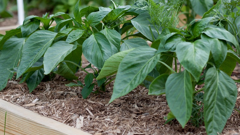 Warum verdorren Paprika-Blätter in einem Gewächshaus und was tun, um Ihre Ernte zu retten?