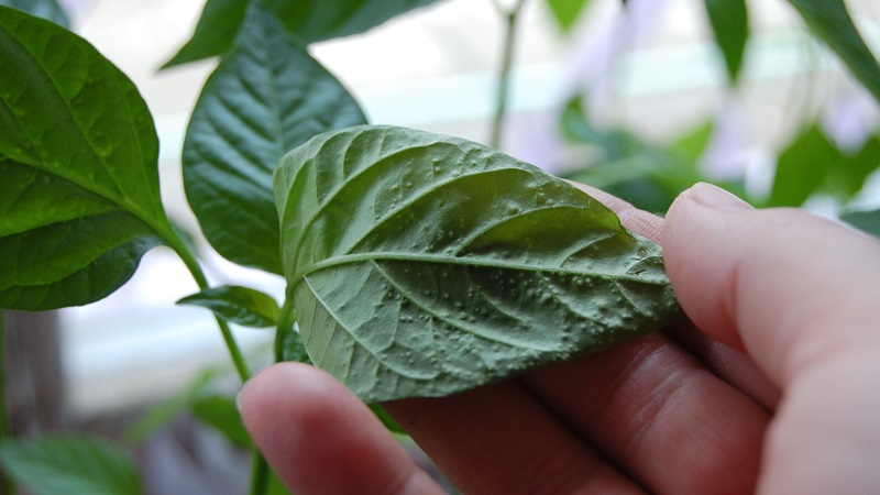 Warum verdorren Paprika-Blätter in einem Gewächshaus und was tun, um Ihre Ernte zu retten?