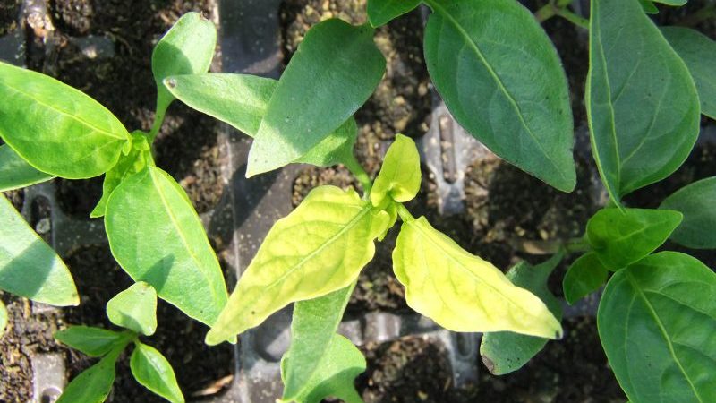 Warum verdorren Paprika-Blätter in einem Gewächshaus und was tun, um Ihre Ernte zu retten?