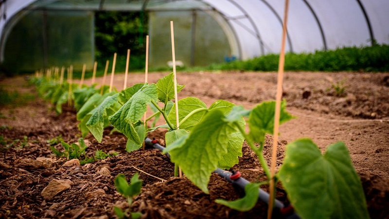 Wir füttern Gurken in einem Gewächshaus für eine reiche Ernte: Pläne und Rezepte