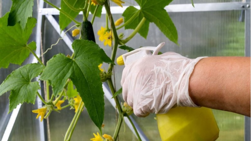 Wir füttern Gurken in einem Gewächshaus für eine reiche Ernte: Pläne und Rezepte