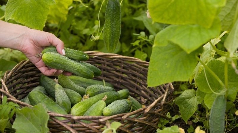 Wie man Gurken mit einer Königskerze füttert: Vorbereitung des Düngers und die Regeln für seine Anwendung