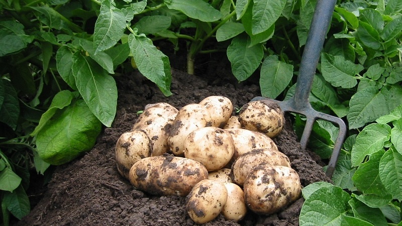 Schritt für Schritt Anleitung: Wie man Kartoffeln aus Samen zu Hause anbaut