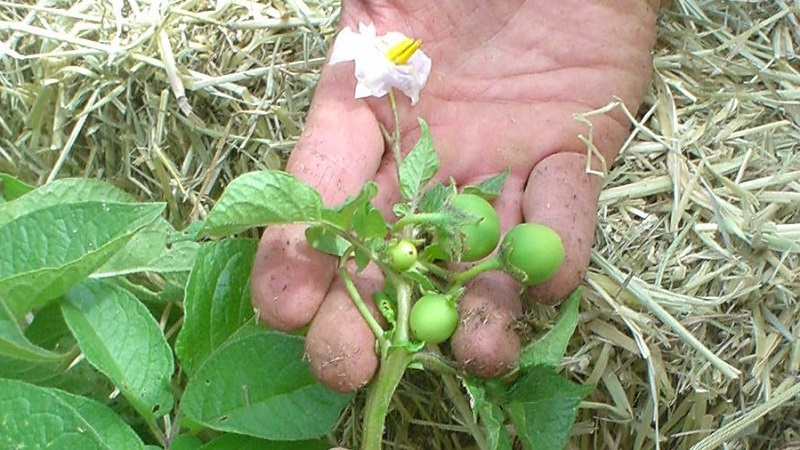 Schritt für Schritt Anleitung: Wie man Kartoffeln aus Samen zu Hause anbaut