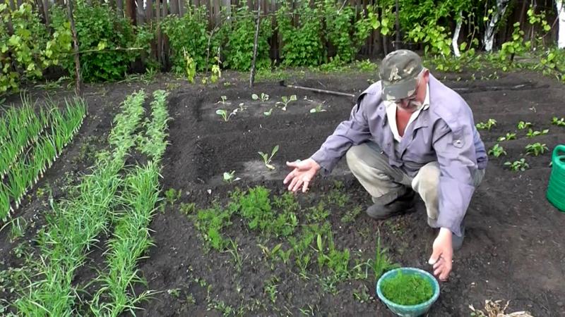 Schritt-für-Schritt-Anleitung zum Pflanzen von Dill im Juli für Grüns