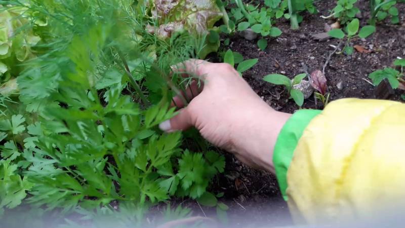 Schritt-für-Schritt-Anleitung zum Pflanzen von Dill im Juli für Grüns