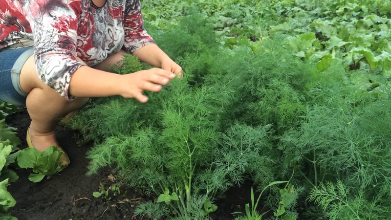 Schritt-für-Schritt-Anleitung zum Pflanzen von Dill im Juli für Grüns