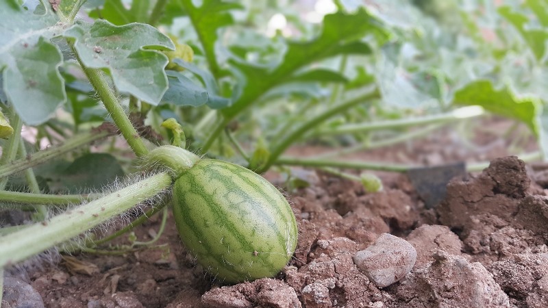 Schritt-für-Schritt-Anleitung für den Anbau von Wassermelonen in der Region Moskau auf freiem Feld