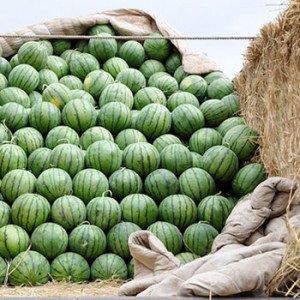 Bei welcher Temperatur und wie viel Wassermelone gelagert wird