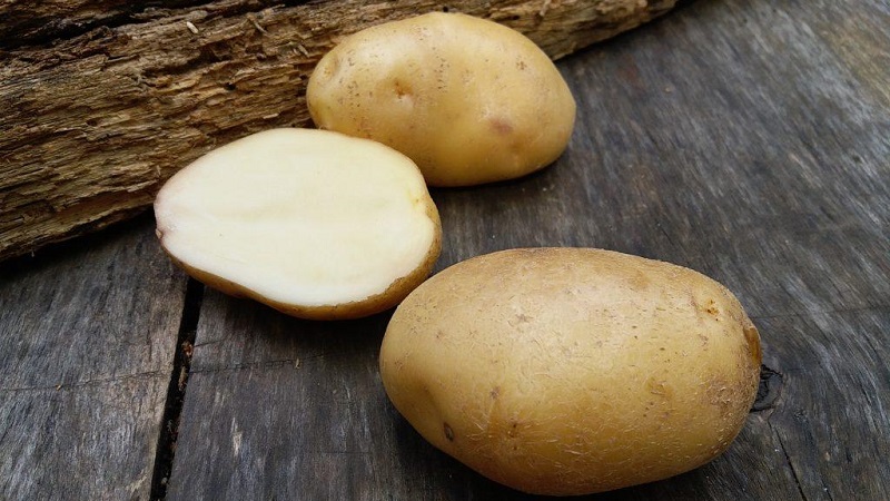 Time-tested oldest potato variety Lorkh