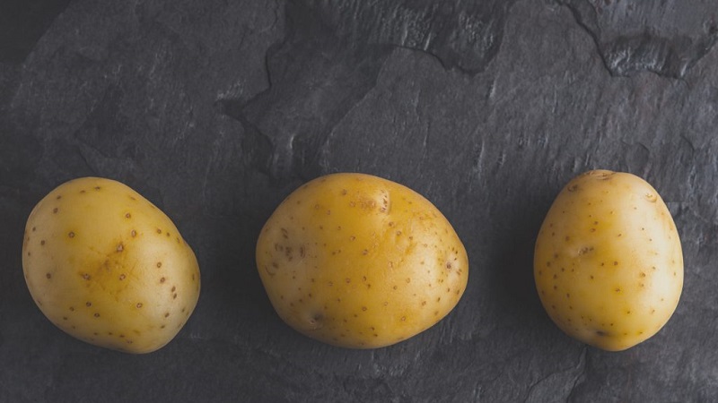 Time-tested oldest potato variety Lorkh