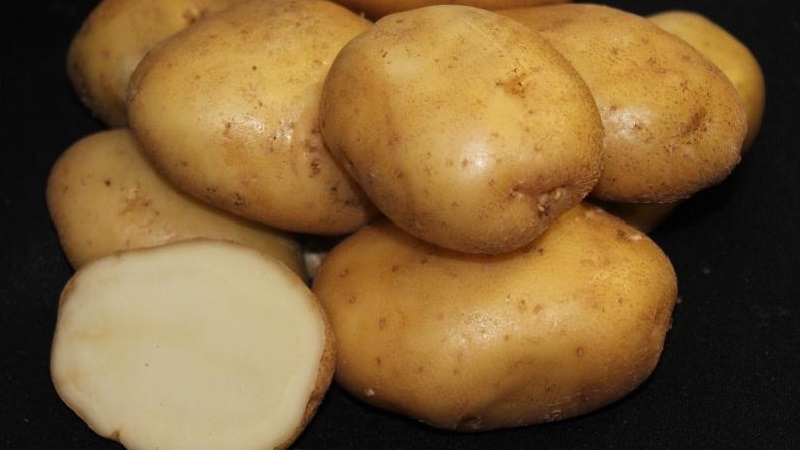 Time-tested oldest potato variety Lorkh