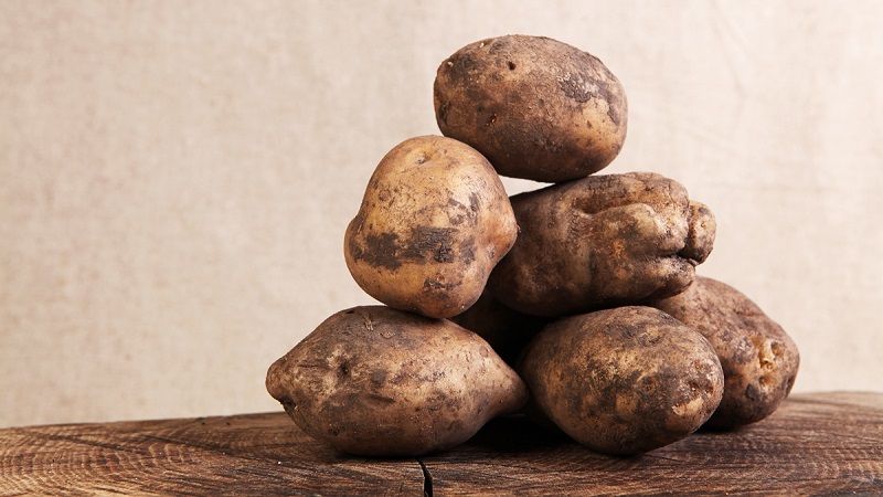 Time-tested oldest potato variety Lorkh