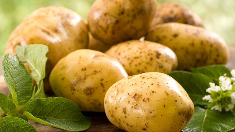 Time-tested oldest potato variety Lorkh