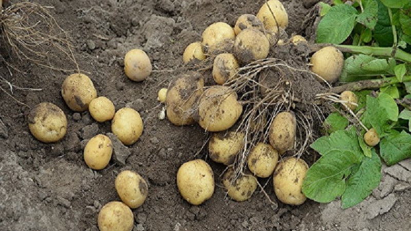 Time-tested oldest potato variety Lorkh