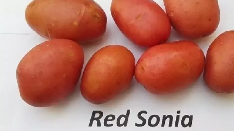 Eine früh reife Kartoffelsorte mit einem hohen Grad an Haltbarkeit Red Sonya