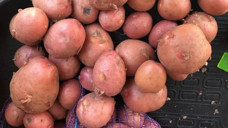 Eine früh reife Kartoffelsorte mit einem hohen Grad an Haltbarkeit Red Sonya