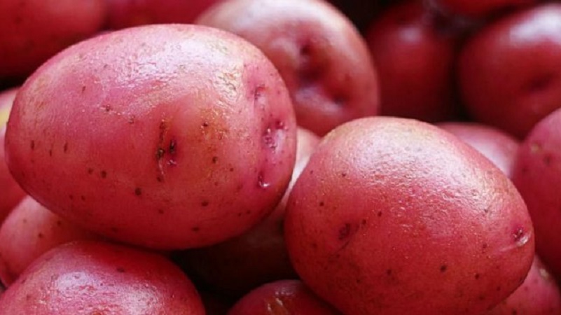 Eine früh reife Kartoffelsorte mit einem hohen Grad an Haltbarkeit Red Sonya