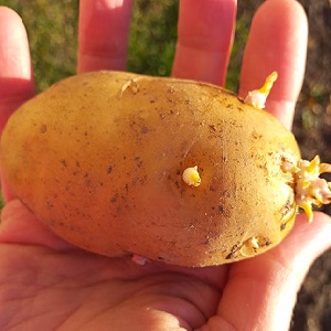 Frühreife Kartoffelsorte Zorachka für den Frischverzehr