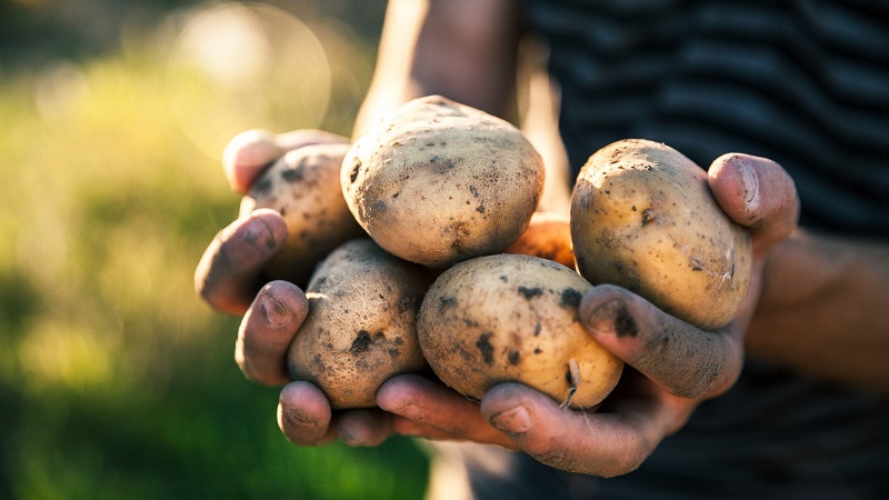 Frühreife Kartoffelsorte Zorachka für den Frischverzehr