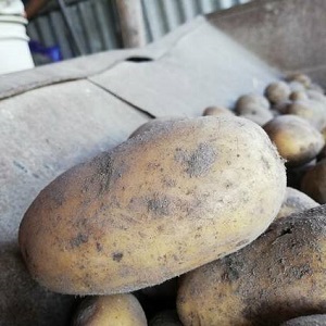 Frühreife Kartoffelsorte Zorachka für den Frischverzehr