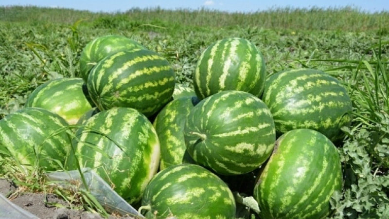 Die Namen früher Sorten von Wassermelonen für offenes Gelände und Bewertungen darüber