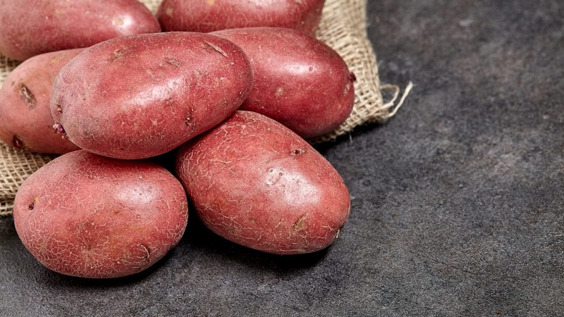 Frühe Tafelkartoffelsorte Palats von belarussischen Züchtern