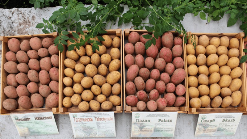 Frühe Tafelkartoffelsorte Palats von belarussischen Züchtern