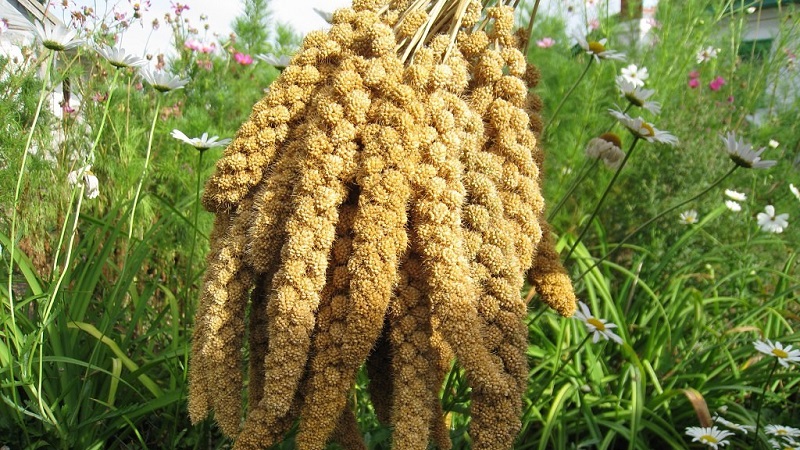 Varieties and classification of Italian millet