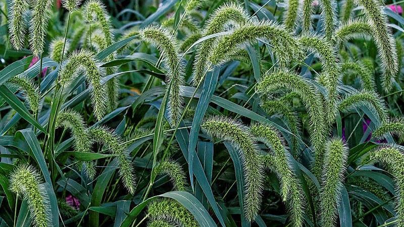 Varieties and classification of Italian millet