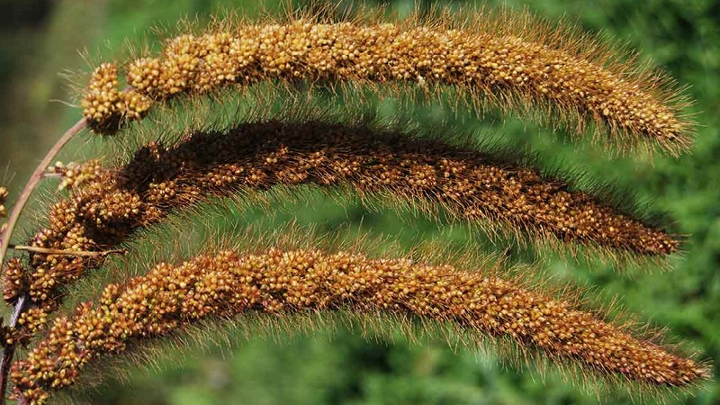 Varieties and classification of Italian millet