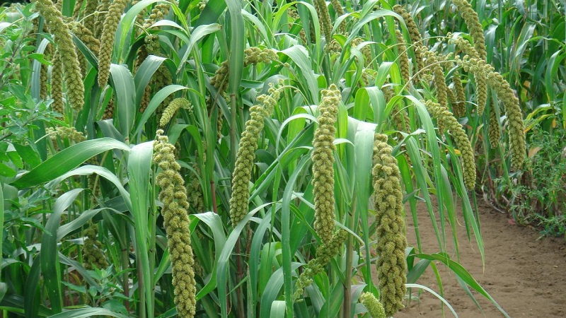 Varieties and classification of Italian millet