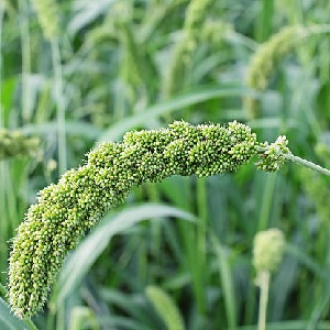 Varieties and classification of Italian millet