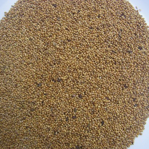 Varieties and classification of Italian millet